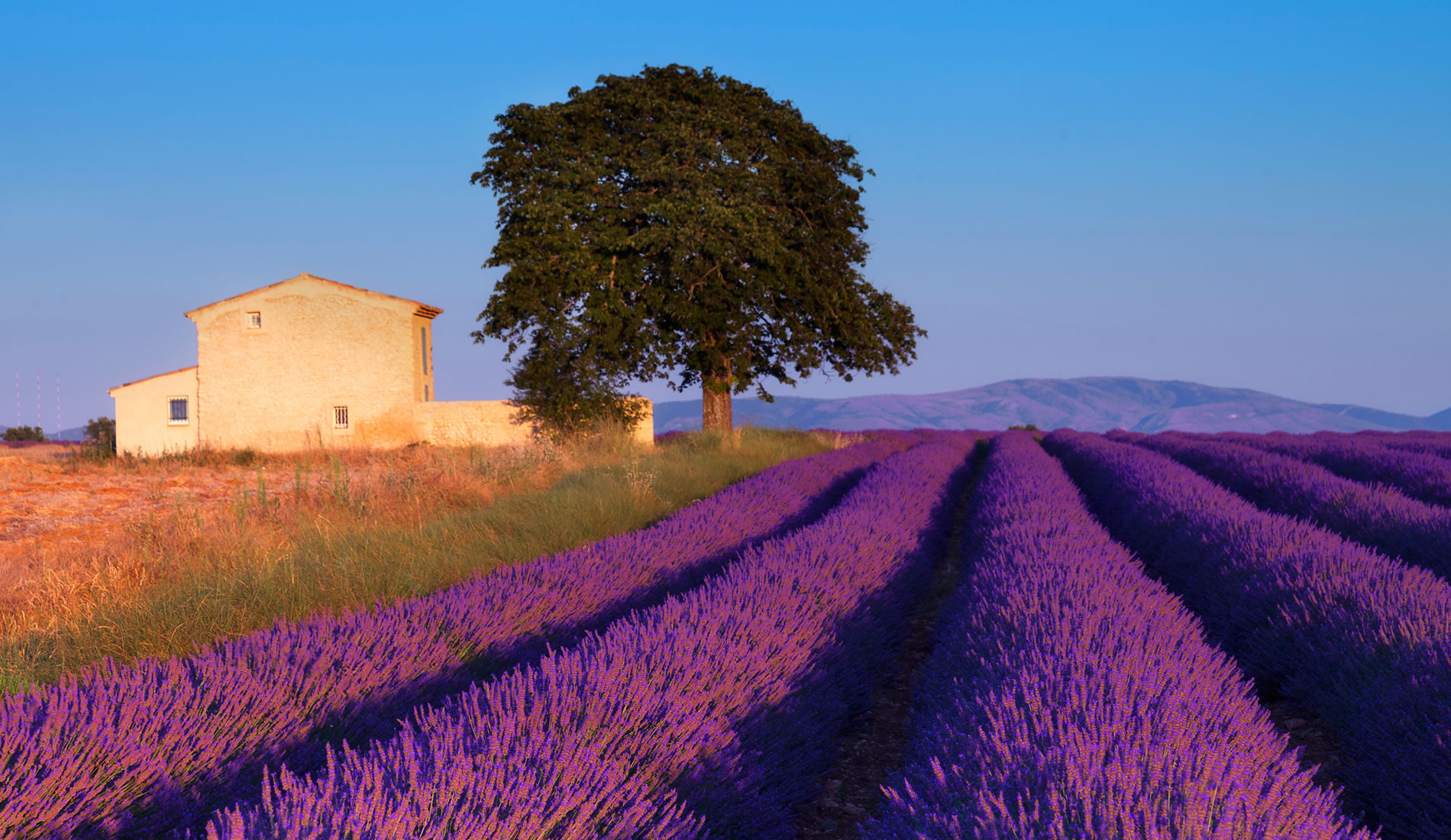 Photo Lavande